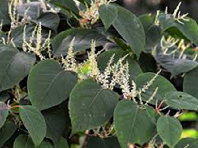https://www.ukhousingdisrepairsolicitors.co.uk/wp-content/uploads/2020/10/Japanese-Knotweed-Disputes.jpg
