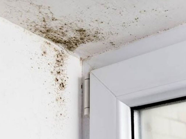 https://www.ukhousingdisrepairsolicitors.co.uk/wp-content/uploads/2020/10/mould.jpg
